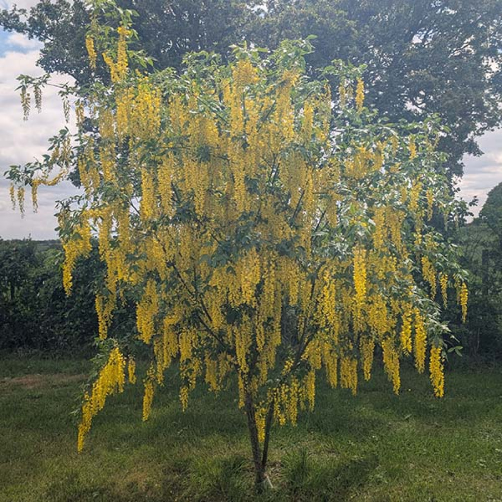 Laburnum x watereri Vossii (12lt)