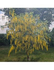 Laburnum x watereri Vossii (12lt) Laburnum x watereri Vossii (12lt)