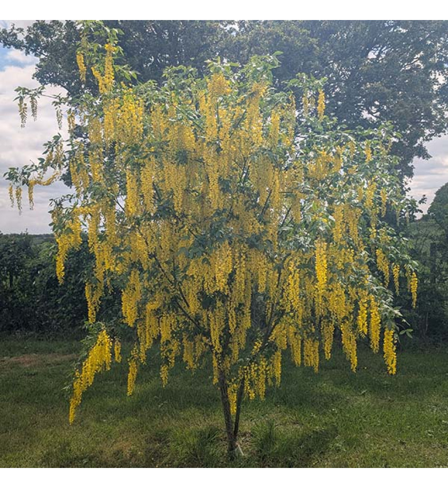 Laburnum x watereri Vossii (12lt)