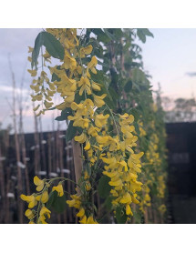 Laburnum anagyroides Yellow Rocket (12lt)