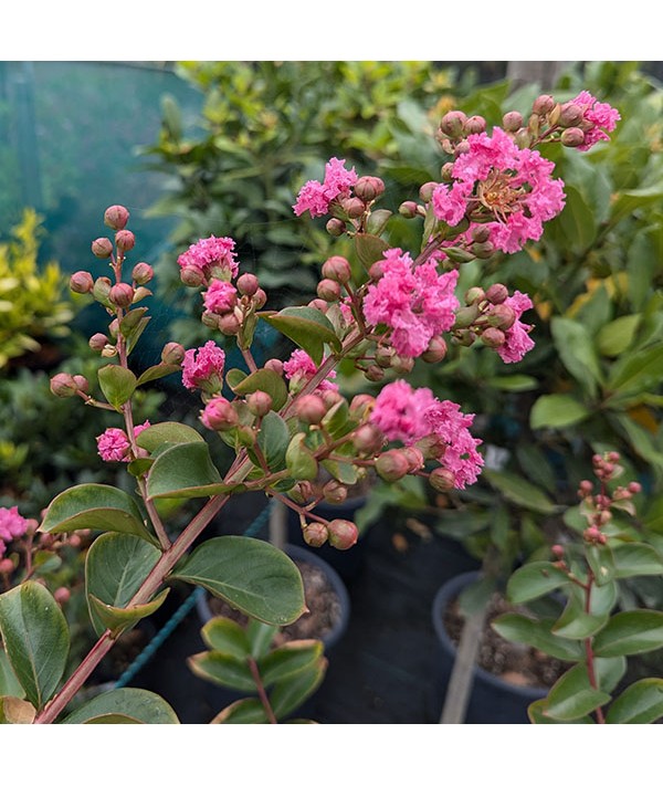 Lagerstroemia indica rosea (7.5lt)