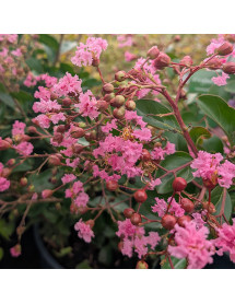 Lagerstroemia indica Eveline (12lt)