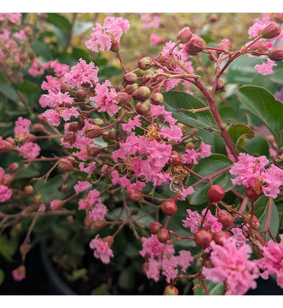 Lagerstroemia indica Eveline (12lt)