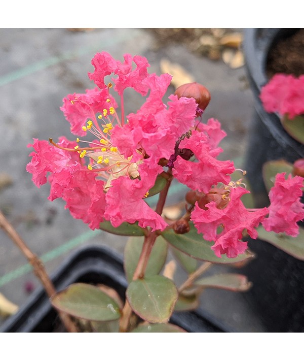 Lagerstroemia indica Coral Filli (1.5lt)