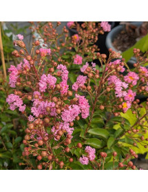 Lagerstroemia indica Eveline (12lt) Lagerstroemia indica Eveline (12lt)