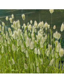 Lagurus ovatus (0.8lt)