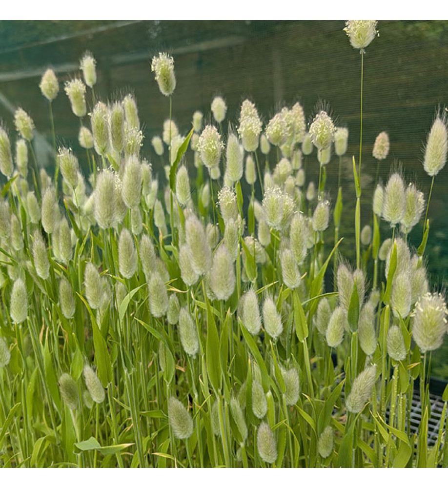 Lagurus ovatus (0.8lt)