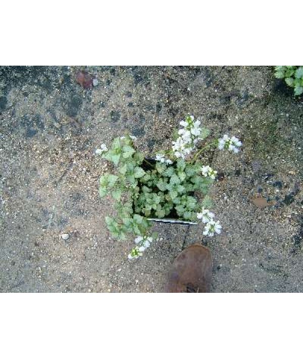 Lamium maculatum White Nancy (1lt)