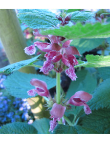 Lamium orvala (1lt)