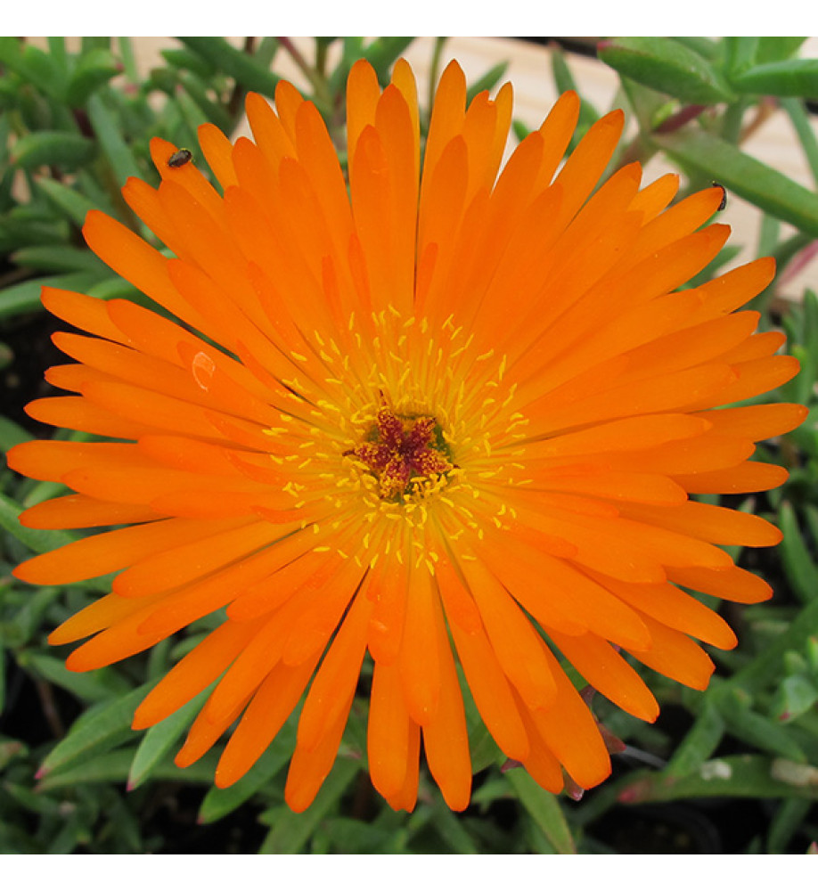 Lampranthus Orange (1lt)