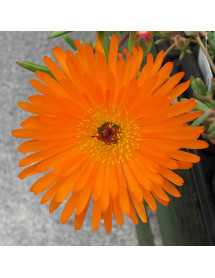 Lampranthus Orange (1lt)