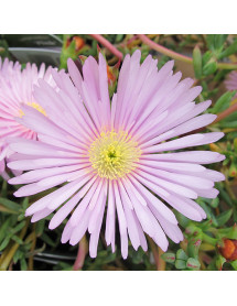 Lampranthus Pink (1lt)