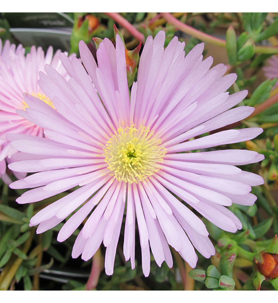 Lampranthus Pink (1lt)