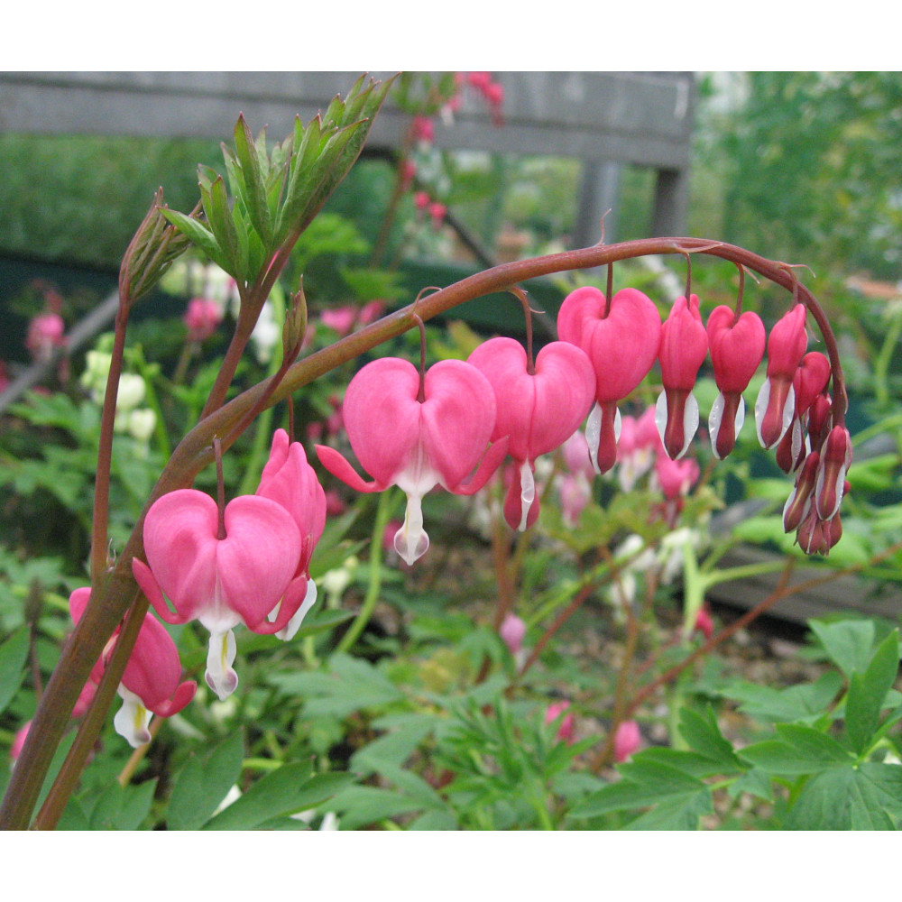 Lamprocapnos spectabilis (1lt)