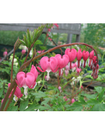Lamprocapnos spectabilis (1lt)