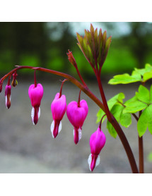 Lamprocapnos spectabilis (1lt)