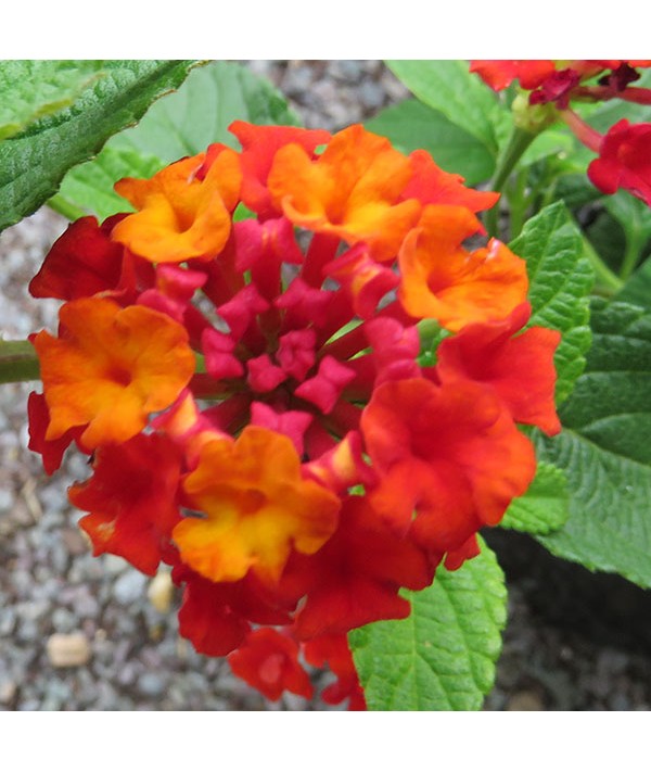 Lantana Dallas Red (1lt)