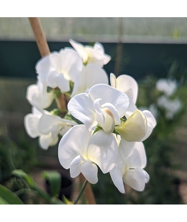 Lathyrus latifolius White Pearl (3lt)