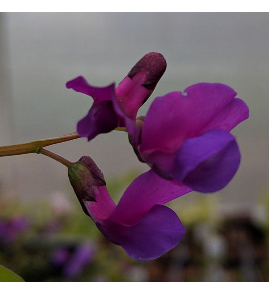 Lathyrus vernus (1lt)