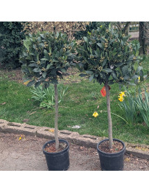 Laurus nobilis 60cm Standard (5lt) Laurus nobilis 60cm Standard (5lt)