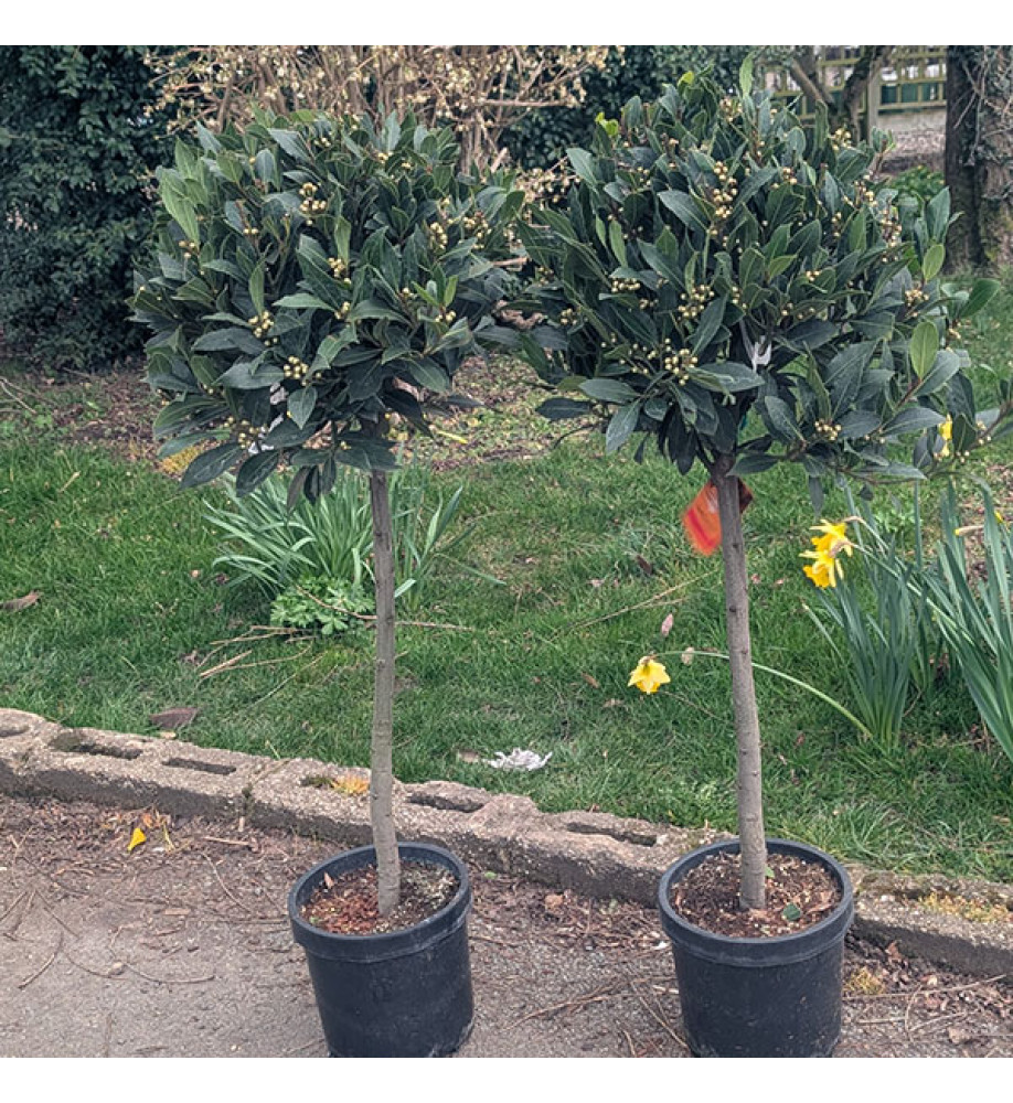 Laurus nobilis 60cm Standard (5lt)