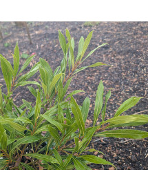 Laurus nobilis angustifolia (2lt) Laurus nobilis angustifolia (2lt)