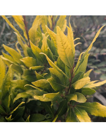 Laurus nobilis Aurea (10lt) Laurus nobilis Aurea (10lt)