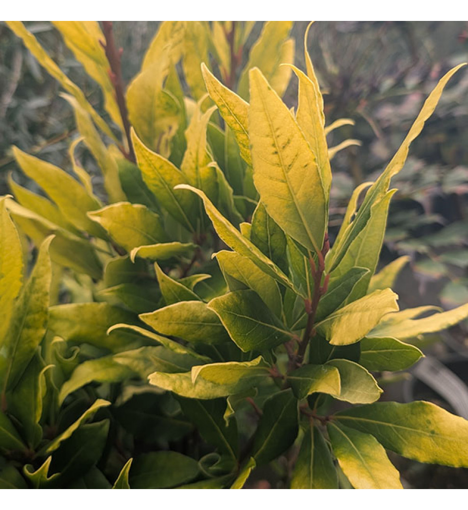 Laurus nobilis Aurea (10lt)