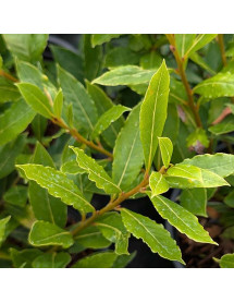 Laurus nobilis Little Ragu (2lt)