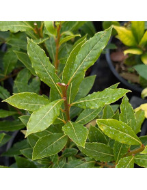 Laurus nobilis Little Ragu (2lt) Laurus nobilis Little Ragu (2lt)