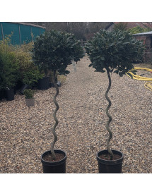 Laurus nobilis 0.9m Spiral stem (10lt) Laurus nobilis 0.9m Spiral stem (10lt)