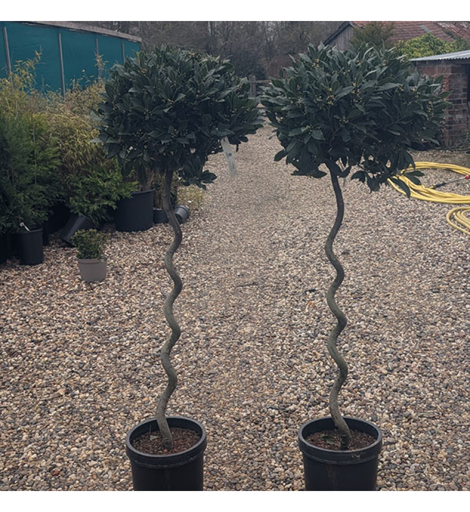 Laurus nobilis 0.9m Spiral stem (10lt)