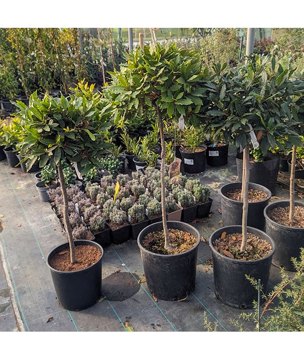 Laurus nobilis 60cm Standard (12lt)