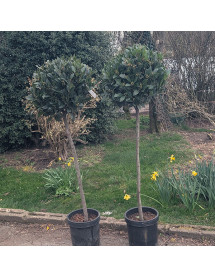 Laurus nobilis 0.9m Standard (10lt) Laurus nobilis 0.9m Standard (10lt)