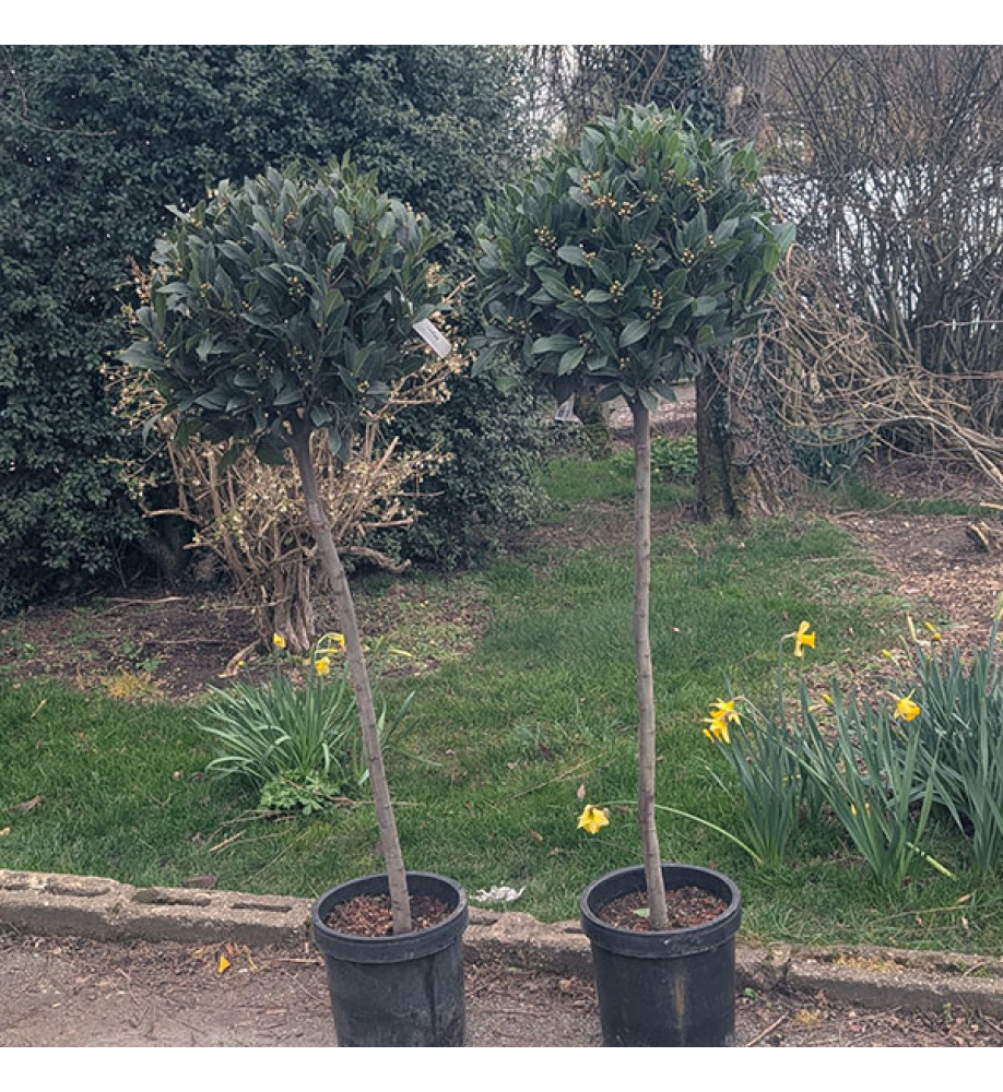 Laurus nobilis 0.9m Standard (10lt)