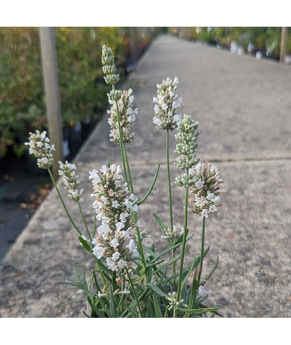 Lavandula angustifolia White Scent (0.8lt)