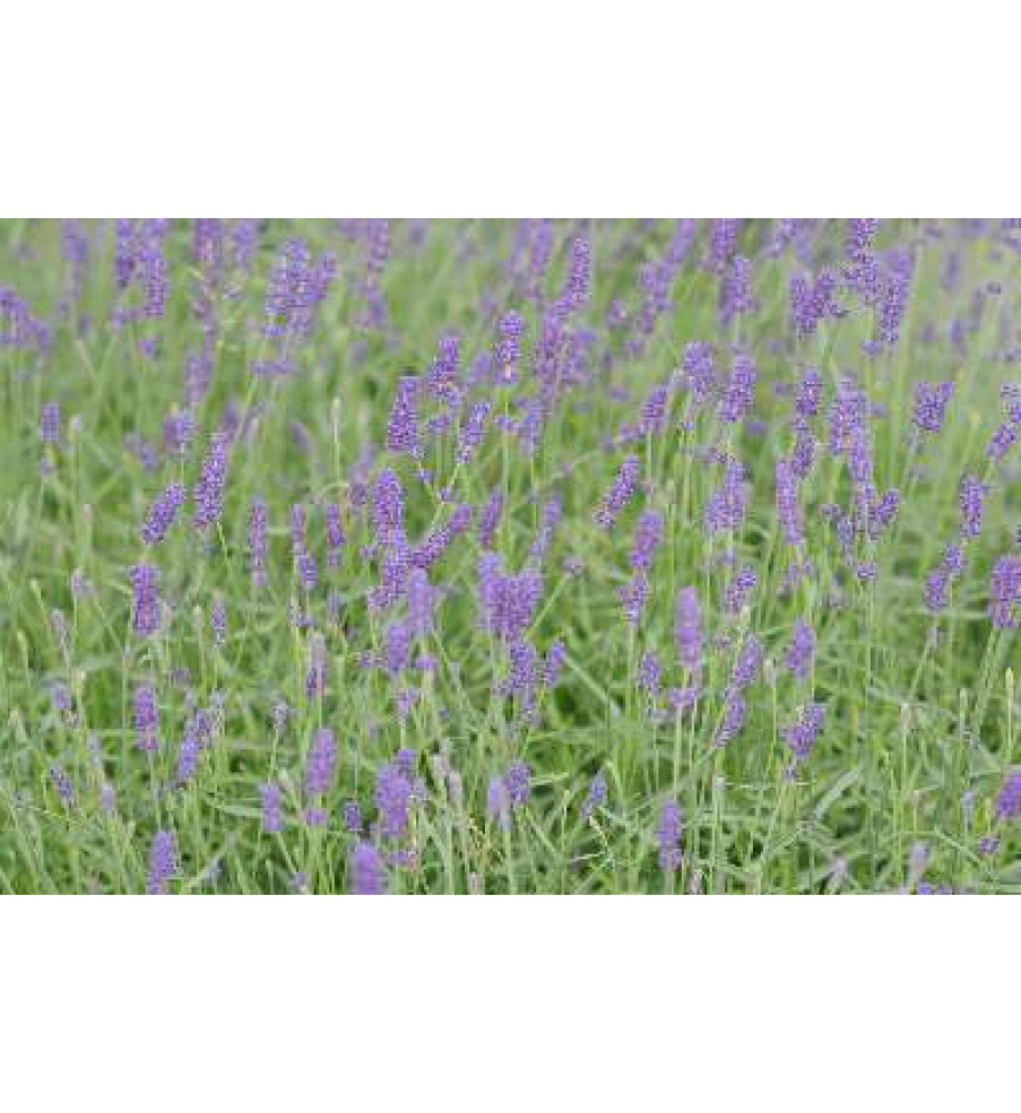 Lavandula angustifolia Munstead (9cm)