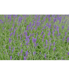 Lavandula angustifolia Hidcote (1lt)