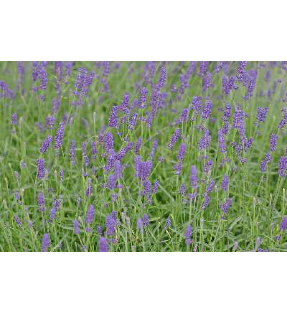 Lavandula angustifolia Hidcote (1lt)