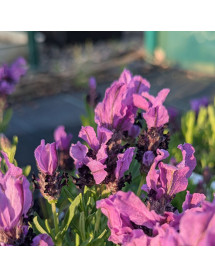 Lavandula stoechas LavLov Blue (1lt)