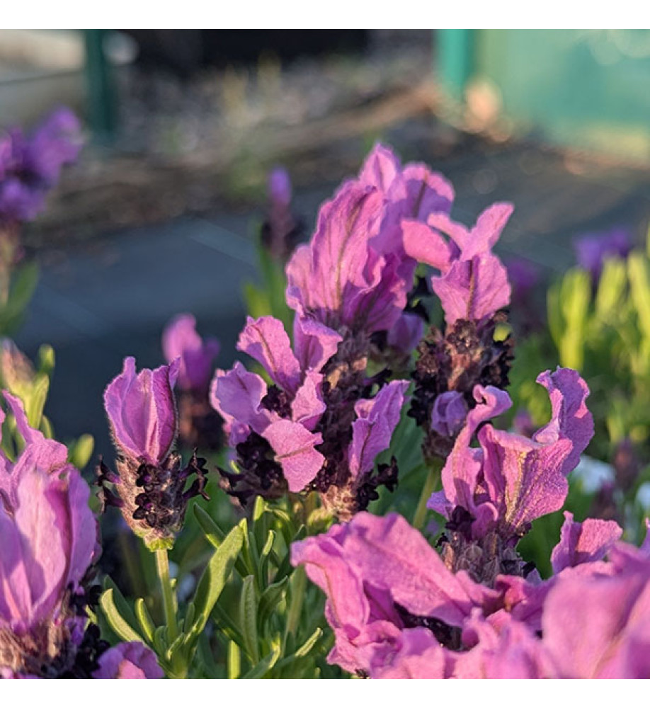 Lavandula stoechas LavLov Blue (1lt)