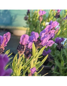 Lavandula stoechas LavLov Deep Purple (1lt)