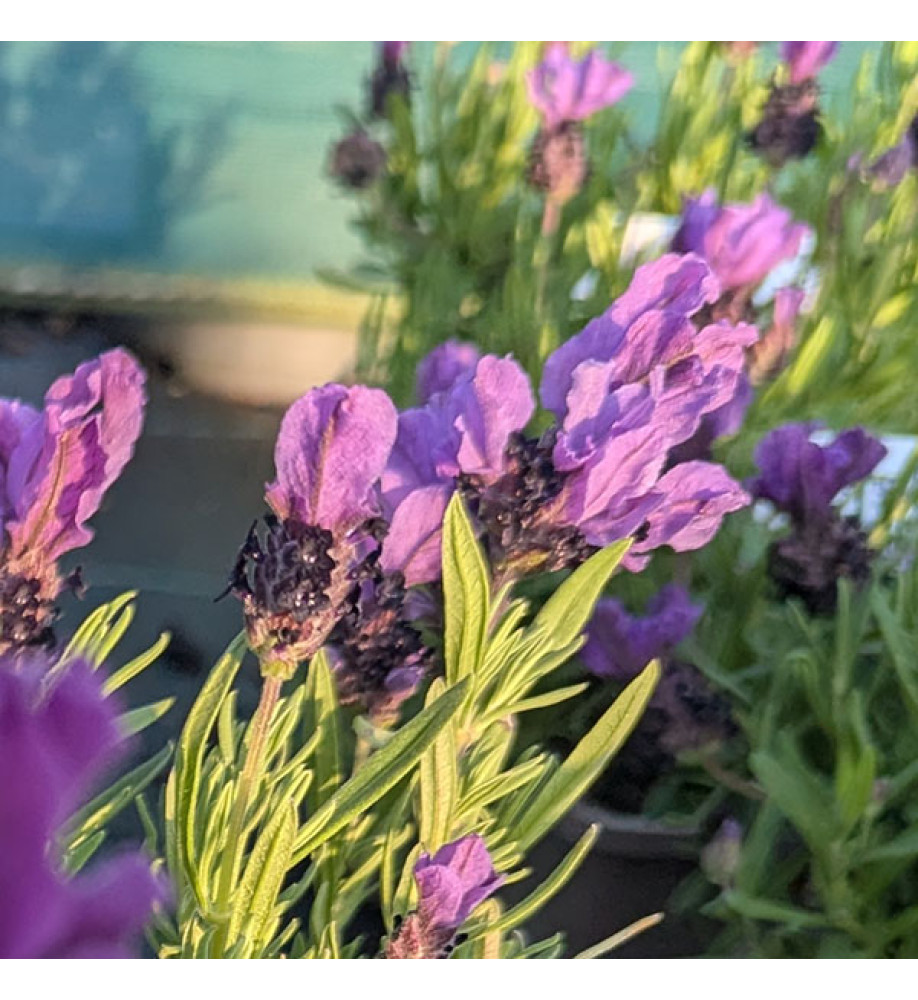 Lavandula stoechas LavLov Deep Purple (1lt)