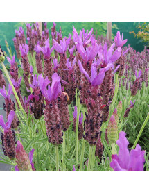 Lavandula Lusi Purple (1lt)