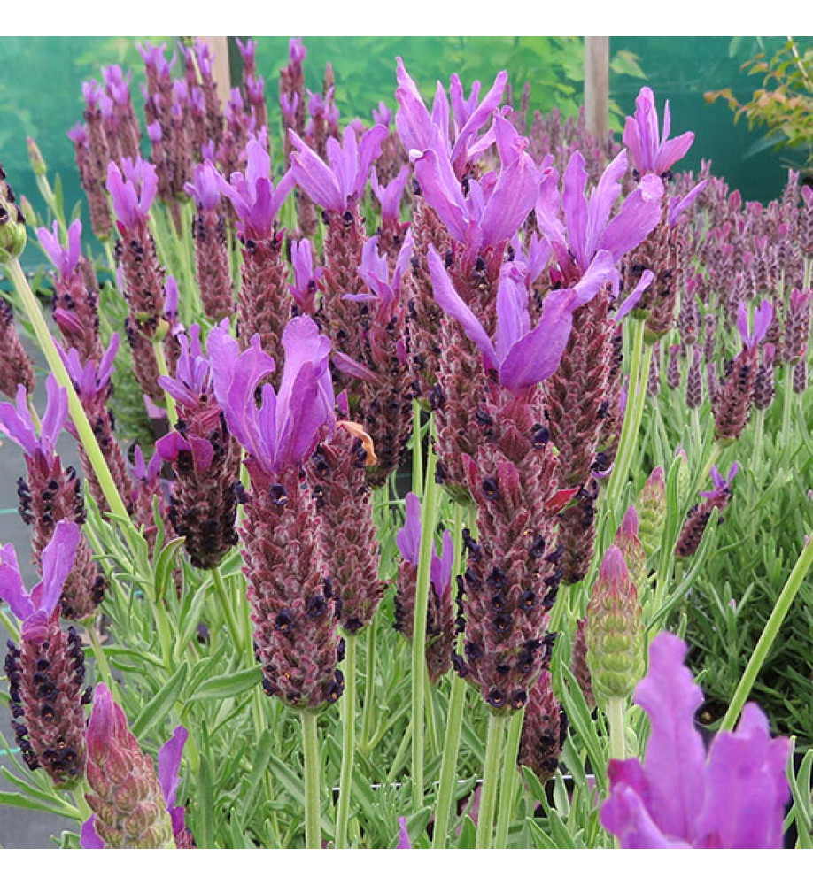 Lavandula Lusi Purple (1lt)
