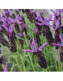 Lavandula Lusi Purple (1lt)