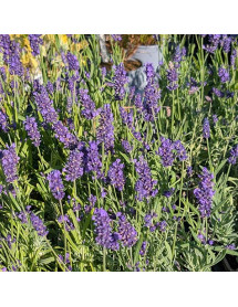 Lavandula angustifolia Oxford Gem (1lt)