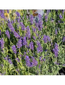 Lavandula angustifolia Oxford Gem (1lt) Lavandula angustifolia Oxford Gem (1lt)