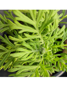 Lavandula pinnata (1lt)