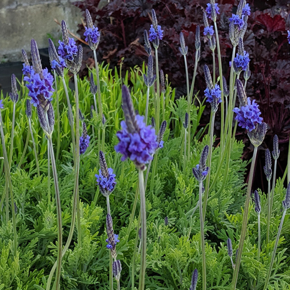 Lavandula pinnata (0.8lt)